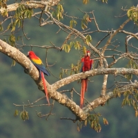 Ara żółtoskrzydła - Ara macao - Scarlet Macaw
