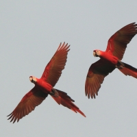 Ara żółtoskrzydła - Ara macao - Scarlet Macaw