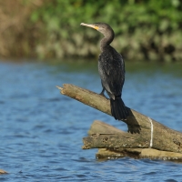 Kormoran oliwkowy - Phalacrocorax brasilianus - Neotropic Cormorant