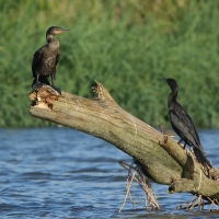 Kormoran oliwkowy - Phalacrocorax brasilianus - Neotropic Cormorant