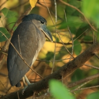 Rakojad - Cochlearius cochlearius - Boat-billed Heron