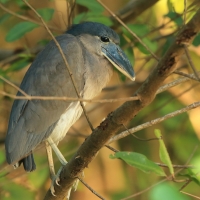 Rakojad - Cochlearius cochlearius - Boat-billed Heron