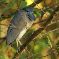 Rakojad - Cochlearius cochlearius - Boat-billed Heron
