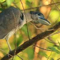 Rakojad - Cochlearius cochlearius - Boat-billed Heron