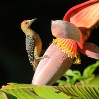 Dzięciur płomiennogłowy - Melanerpes hoffmannii - Hoffmann's Woodpecker