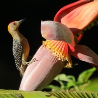 Dzięciur płomiennogłowy - Melanerpes hoffmannii - Hoffmann's Woodpecker