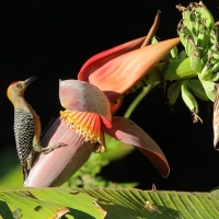Dzięciur płomiennogłowy - Melanerpes hoffmannii - Hoffmann's Woodpecker