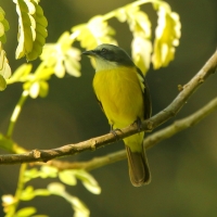 Bentewi szarogłowy - Gray-capped Flycatcher