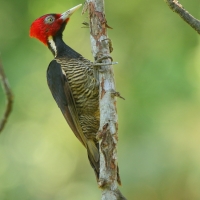 Dzięcioł jasnodzioby - Campephilus guatemalensis - Pale-billed Woodpecker