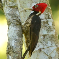 Dzięcioł jasnodzioby - Campephilus guatemalensis - Pale-billed Woodpecker