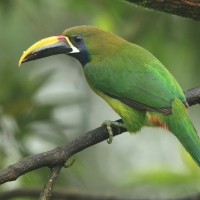 Pieprzojad szmaragdowy - Emerald Toucanet