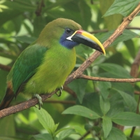 Pieprzojad szmaragdowy - Emerald Toucanet