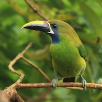 Pieprzojad szmaragdowy - Emerald Toucanet