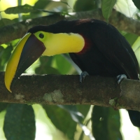 Tukan brązowodzioby - Ramphastos ambiguus swainsonii  - Yellow-throated Toucan