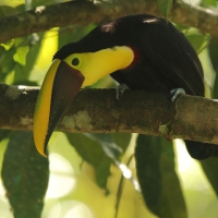Tukan brązowodzioby - Ramphastos ambiguus swainsonii  - Yellow-throated Toucan