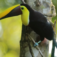 Tukan brązowodzioby - Ramphastos ambiguus swainsonii  - Yellow-throated Toucan