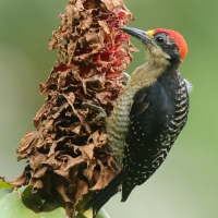 Dzięciur pstry - Melanerpes pucherani - Black-cheeked Woodpecker