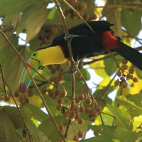 Tukan tęczodzioby - Ramphastos sulfuratus - Keel-billed Toucan