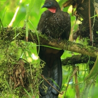 Penelopa rdzawobrzucha - Penelope purpurascens - Crested Guan