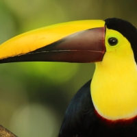 Tukan brązowodzioby - Ramphastos ambiguus swainsonii  - Yellow-throated Toucan