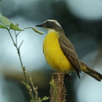 Bentewi wielkodzioby - Megarynchus pitangua - Boat-billed Flycatcher