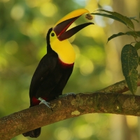 Tukan brązowodzioby - Ramphastos ambiguus swainsonii  - Yellow-throated Toucan