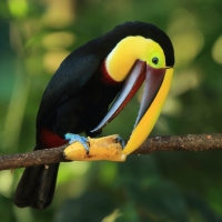 Tukan brązowodzioby - Ramphastos ambiguus swainsonii  - Yellow-throated Toucan