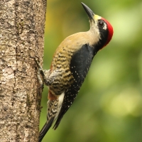 Dzięciur pstry - Melanerpes pucherani - Black-cheeked Woodpecker
