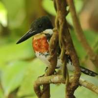 Rybaczek amazoński - Chloroceryle amazona - Amazon Kingfisher