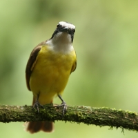 Bentewi wielkodzioby - Megarynchus pitangua - Boat-billed Flycatcher