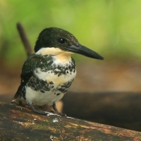 Rybaczek zielony - Chloroceryle americana - Green Kingfisher