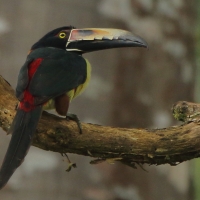 Arasari obrożny - Pteroglossus torquatus - Collared Aracari
