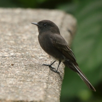 Fibik czarny - Sayornis nigricans - Black Phoebe