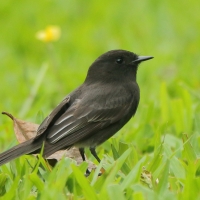 Fibik czarny - Sayornis nigricans - Black Phoebe