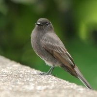 Fibik czarny - Sayornis nigricans - Black Phoebe