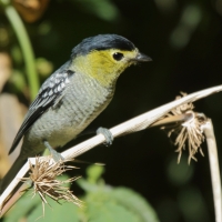 Bekardzik falisty - Pachyramphus versicolor - Barred Becard