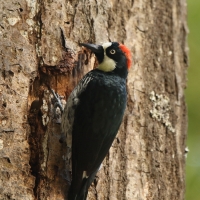 Dzięciur żołędziowy - Melanerpes formicivorus - Acorn Woodpecker