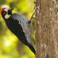 Dzięciur żołędziowy - Melanerpes formicivorus - Acorn Woodpecker