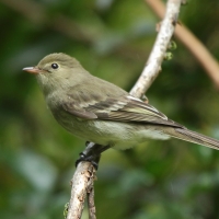 Empidonka żółtobrzucha - Empidonax flaviventris - Yellow-bellied Flycatcher