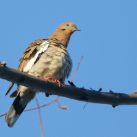 Gołębiak białoskrzydły - Zenaida asiatica - White-winged Dove