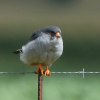 Kobczyk amurski - Falco amurensis - Amur Falcon