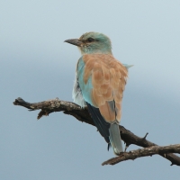 Kraska zwyczajna - Coracias garrulus - European Roller