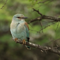 Kraska zwyczajna - Coracias garrulus - European Roller