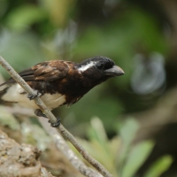Brodacznik białouchy - Stactolaema leucotis - White-eared Barbet