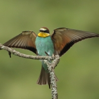 Żołna zwyczajna - European Bee-eater