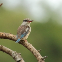 Łowiec kreskowany - Halcyon chelicuti - Striped Kingfisher