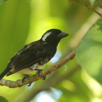 Brodacznik białouchy - Stactolaema leucotis - White-eared Barbet