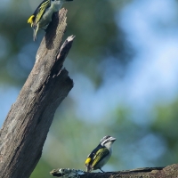 Wąsaczek żółtorzytny - Pogoniulus bilineatus - Yellow-rumped Tinkerbird