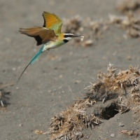 Żołna białogardła - Merops albicollis - White-throated Bee-eater