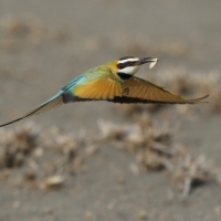 Żołna białogardła - Merops albicollis - White-throated Bee-eater